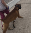 Adult Dog Training