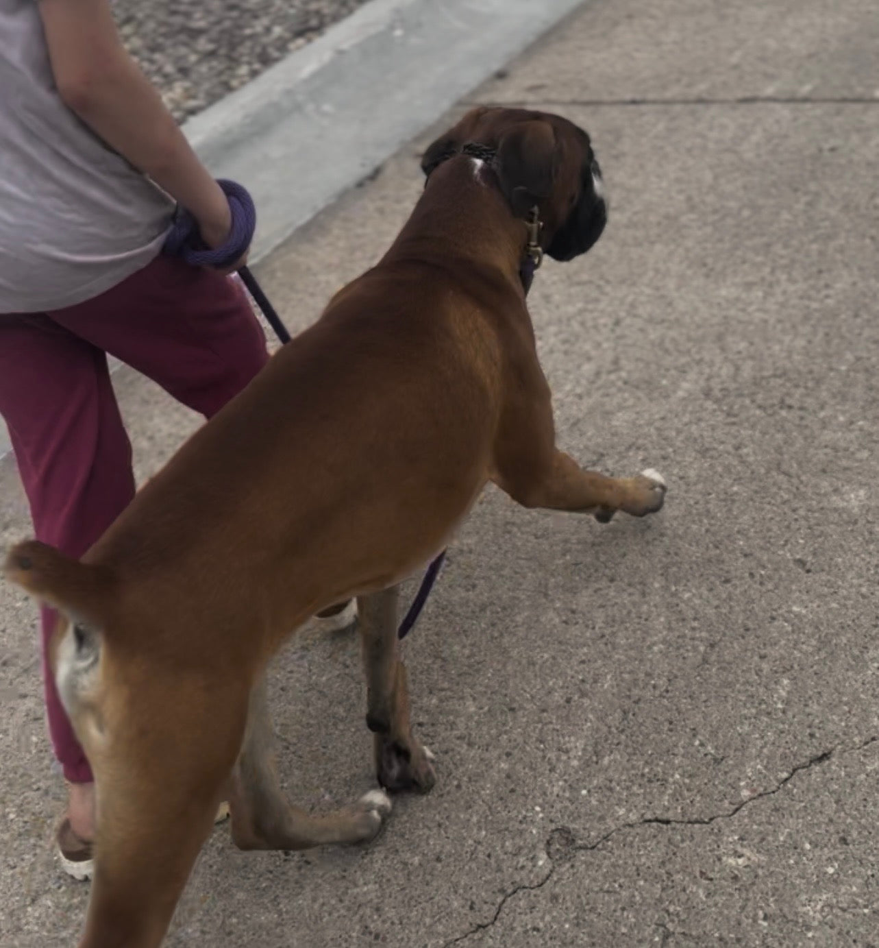 Adult Dog Training