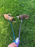 Puppy Basics Training