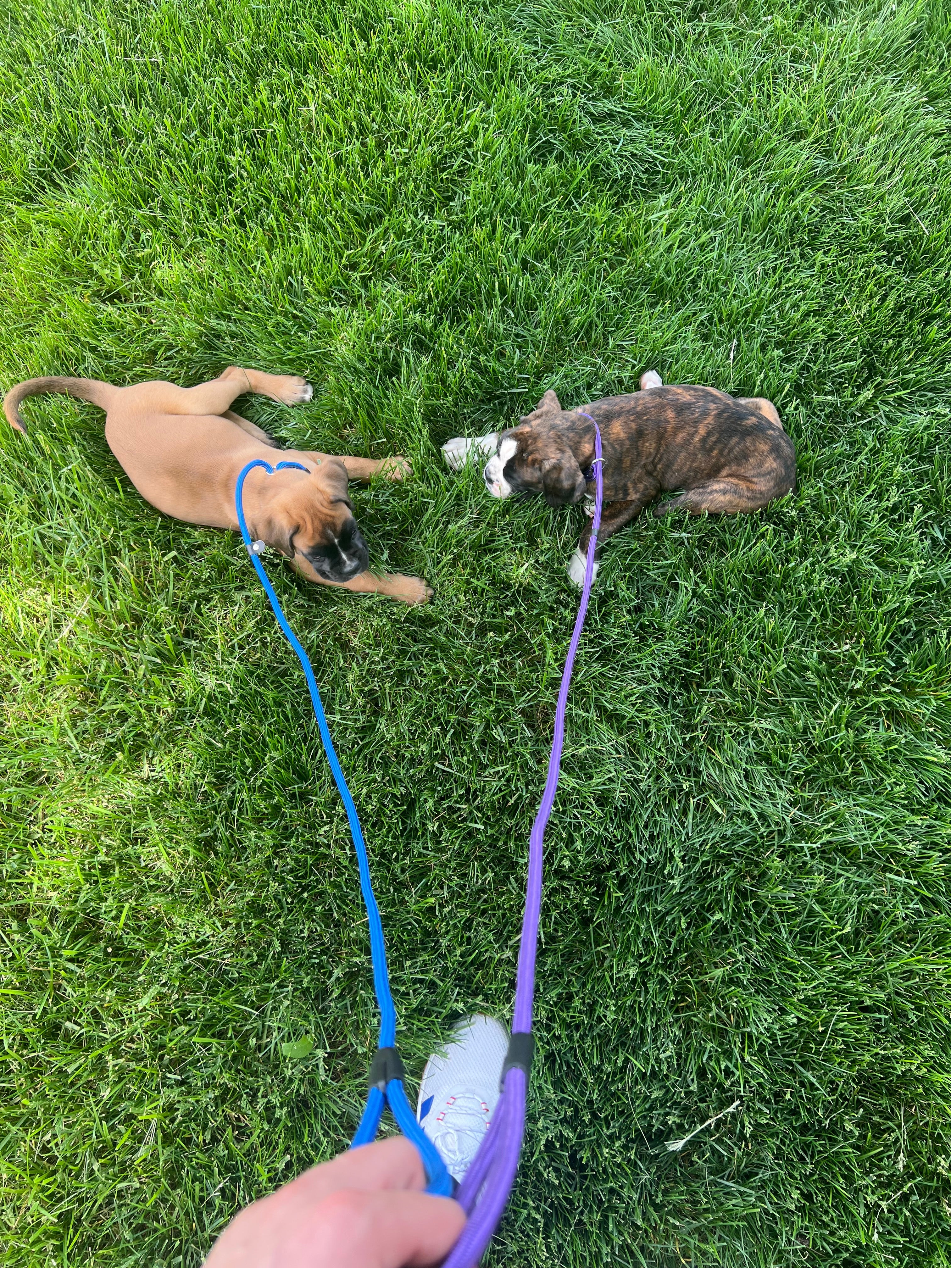 Puppy Basics Training