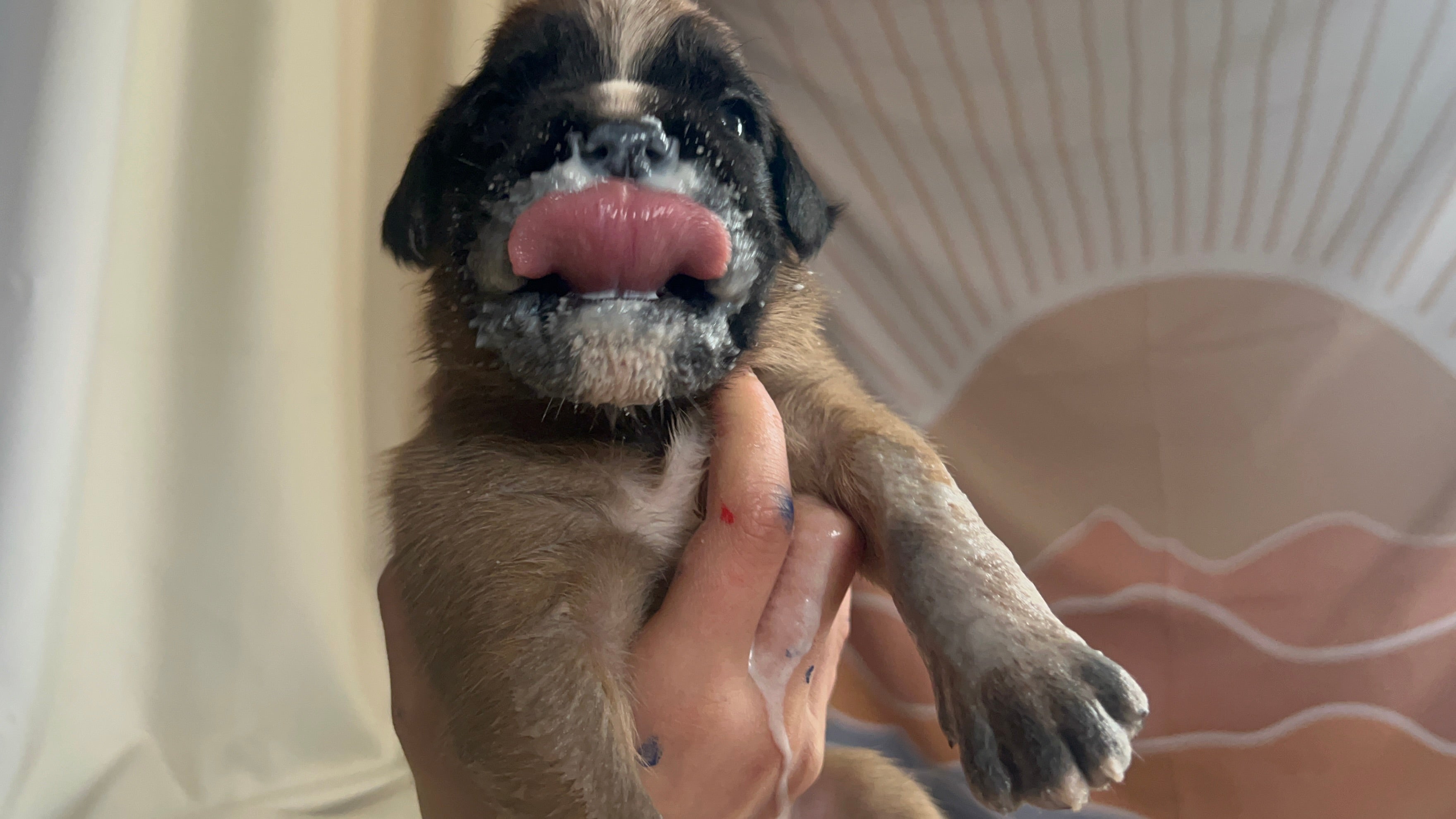 Whelping Services and Puppy Care