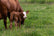 Rorschach Boxers Feed Supply - Home